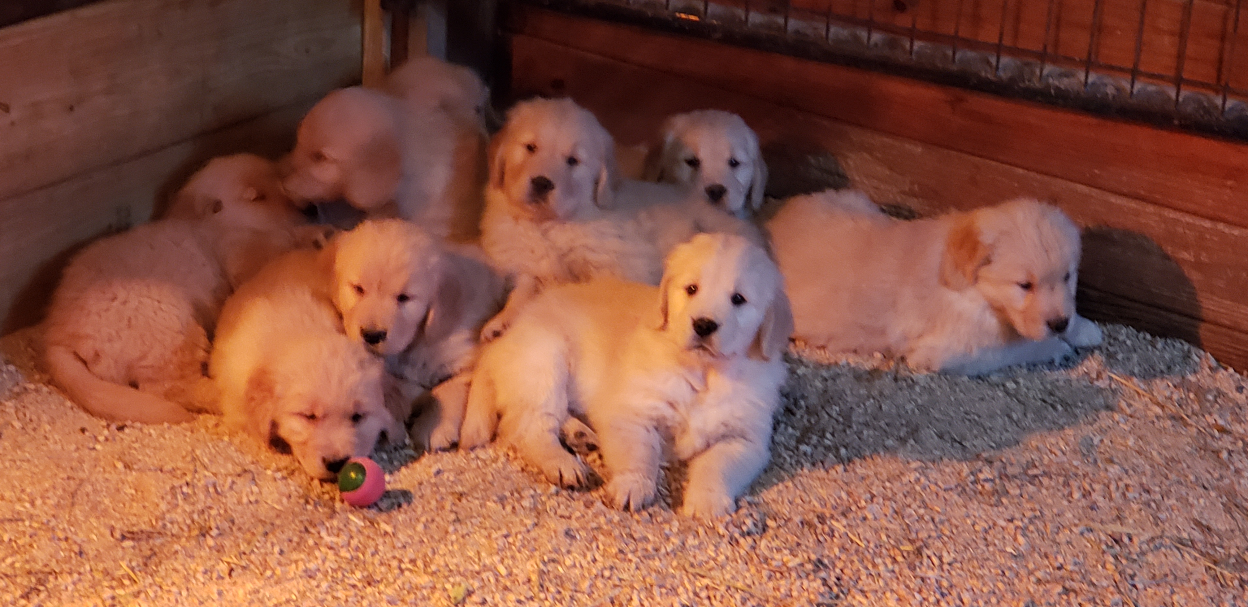 Casey's Skipper and Casey's The Rumour is True Bath Time!